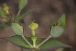 Greater Florida spurge